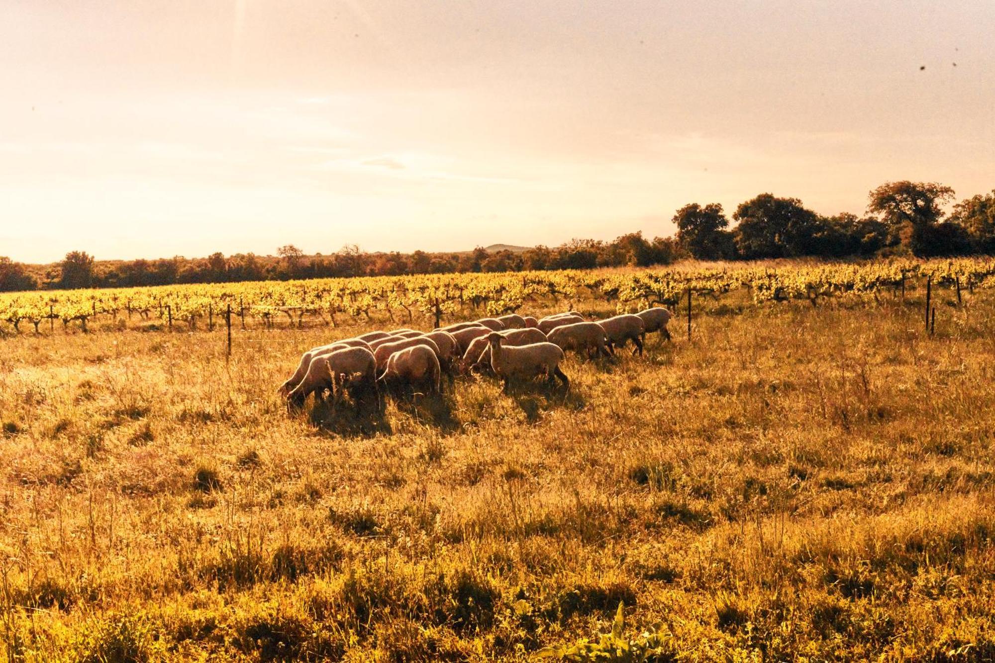 Domaine De Panery *